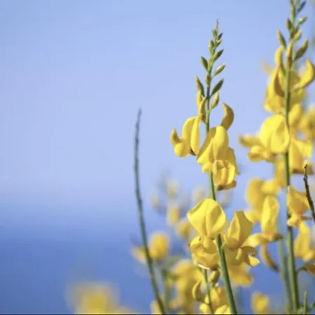 Ginestre With Pool In The Nature Park Of Porto Conte Villa Santa Maria la Palma